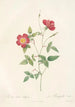 Rosa Indica Stelligera - Pierre Joseph Redouté — artwork view