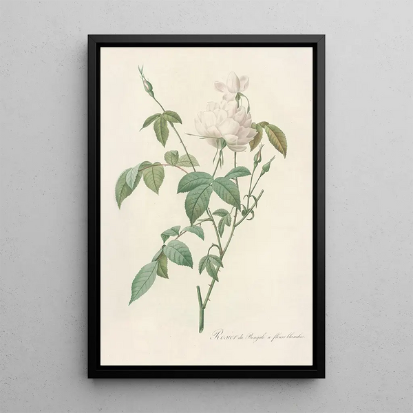 Rosa Indica Subalba - Pierre Joseph Redouté — cuadro enmarcado en la pared