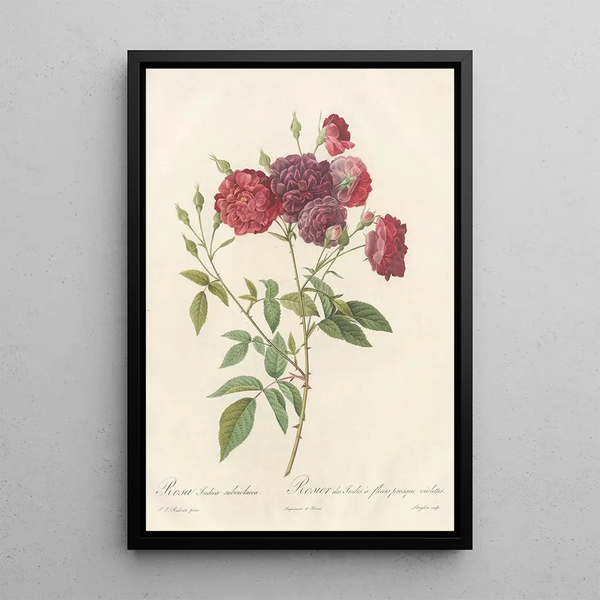 Rosa Indica Subviolacea - Pierre Joseph Redouté — cuadro enmarcado en la pared