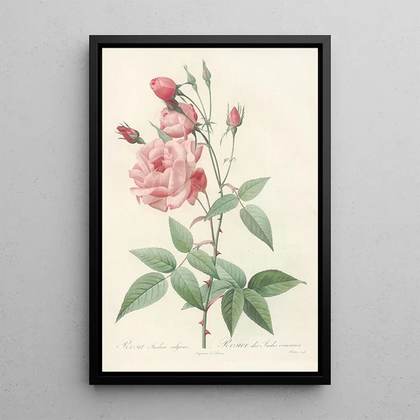 Rosa Indica Vulgaris - Pierre Joseph Redouté — cuadro enmarcado en la pared