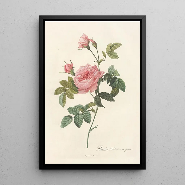 Rosa Inermis - Pierre Joseph Redouté — cuadro enmarcado en la pared