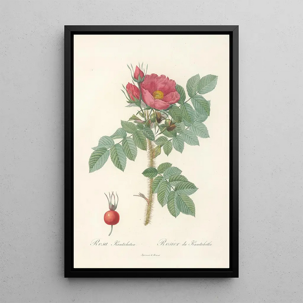 Rosa Kamtschatica - Pierre Joseph Redouté — cuadro enmarcado en la pared