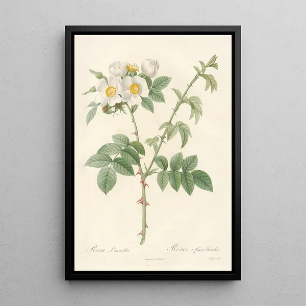 Rosa Leucantha - Pierre Joseph Redouté — cuadro enmarcado en la pared