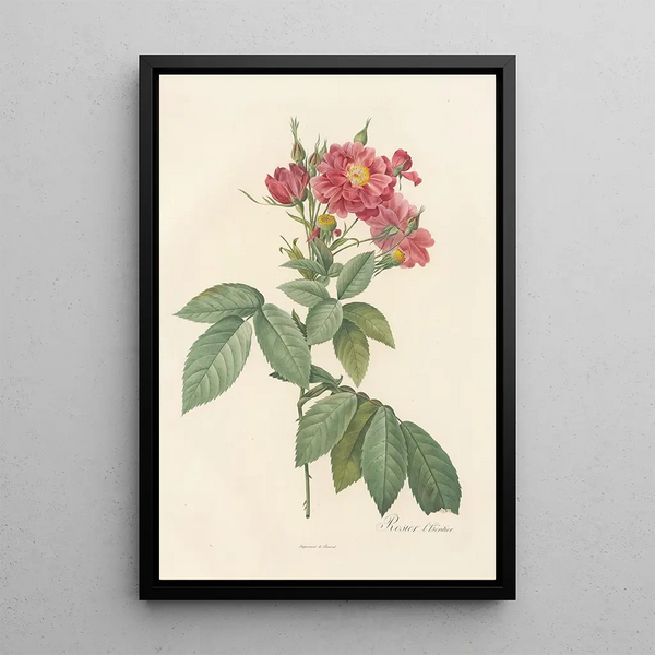 Rosa Lheritieranea - Pierre Joseph Redouté — cuadro enmarcado en la pared