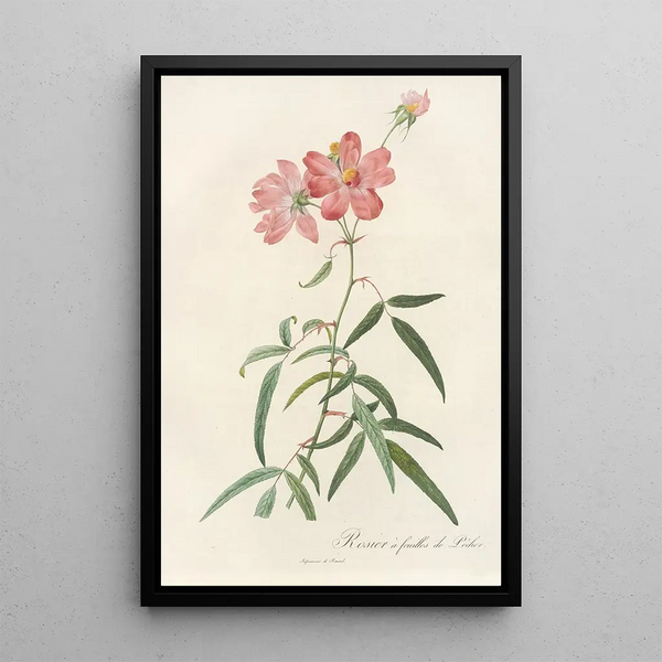 Rosa Longifolia - Pierre Joseph Redouté — cuadro enmarcado en la pared