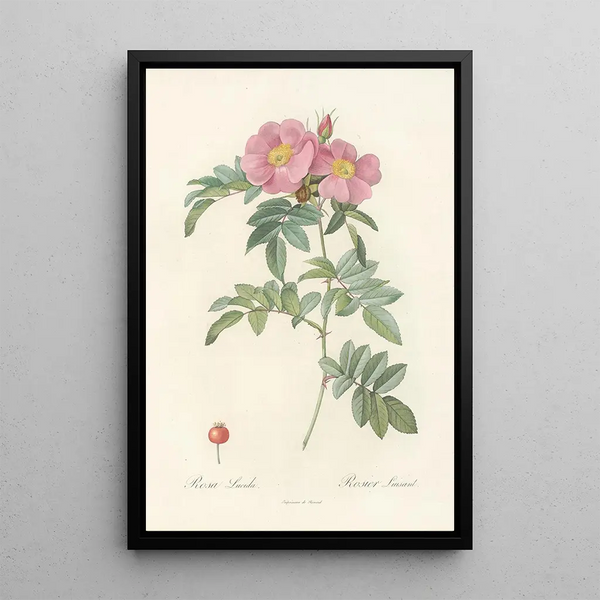Rosa Lucida - Pierre Joseph Redouté — cuadro enmarcado en la pared
