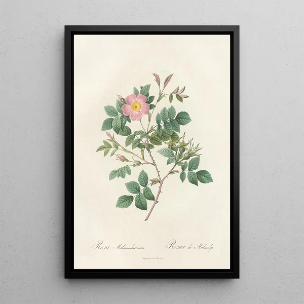 Rosa Malmundariensis - Pierre Joseph Redouté — cuadro enmarcado en la pared