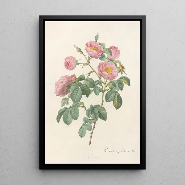 Rosa Mollissima Flore Submultiplici - Pierre Joseph Redouté | Cuadro — cuadro enmarcado en la pared