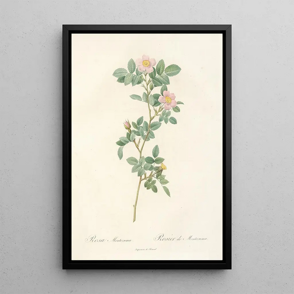 Rosa Montezuma - Pierre Joseph Redouté — cuadro enmarcado en la pared