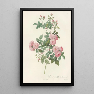 Pierre Joseph Redout - Rosa Multiflora Carnea.webp