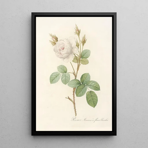 Rosa Muscosa Alba - Pierre Joseph Redouté — framed artwork on a wall