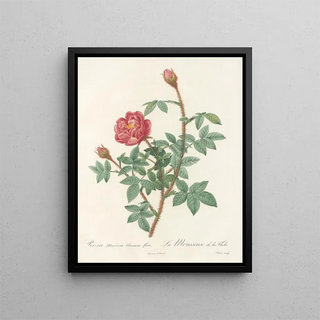 Pierre Joseph Redout - Rosa Muscosa AnemoneFlora.webp