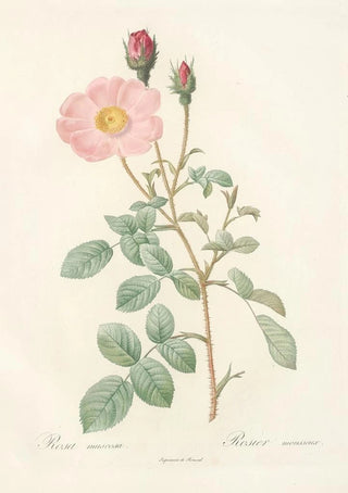 Pierre Joseph Redout - Rosa Muscosa Simplex.webp