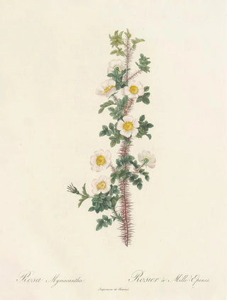 Pierre Joseph Redout - Rosa Myriacantha.webp