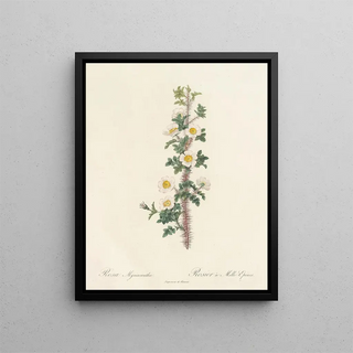 Pierre Joseph Redout - Rosa Myriacantha.webp