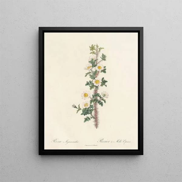 Pierre Joseph Redout - Rosa Myriacantha.webp