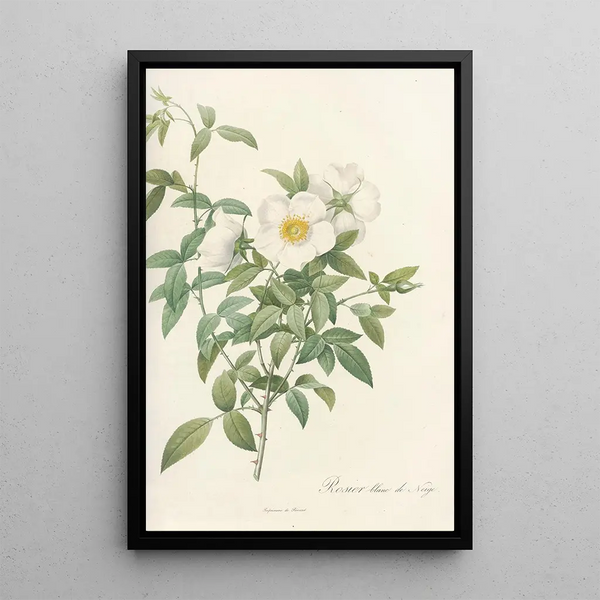 Rosa Nivea - Pierre Joseph Redouté — framed artwork on a wall