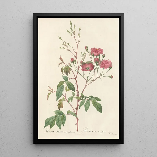 Rosa Noisettiana Purpurea - Pierre Joseph Redouté — framed artwork on a wall