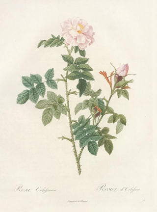 Pierre Joseph Redout - Rosa Orbessanea.webp
