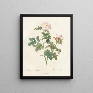 Pierre Joseph Redout - Rosa Orbessanea.webp