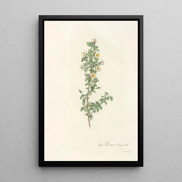 Rosa Pimpinellifolia Pumila - Pierre Joseph Redouté — framed artwork on a wall