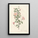 Rosa Pimpinellifolia Rubra - Pierre Joseph Redouté — framed artwork on a wall