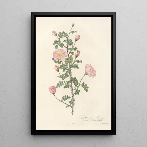 Rosa Pimpinellifolia Rubra - Pierre Joseph Redouté — framed artwork on a wall