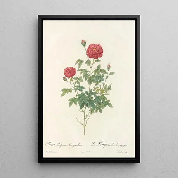 Rosa Pomponia Burgundiaca - Pierre Joseph Redouté — framed artwork on a wall