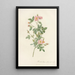 Rosa Pomponia Flore Subsimplici - Pierre Joseph Redouté — cuadro enmarcado en la pared