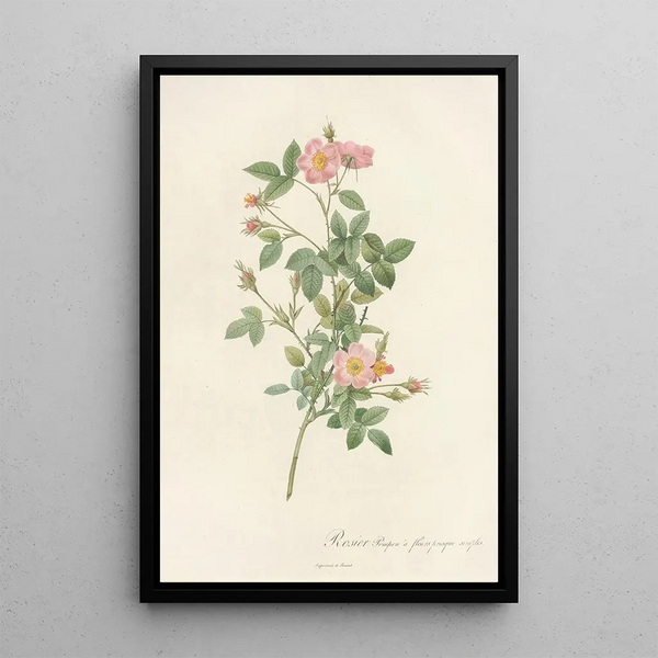 Rosa Pomponia Flore Subsimplici - Pierre Joseph Redouté — framed artwork on a wall