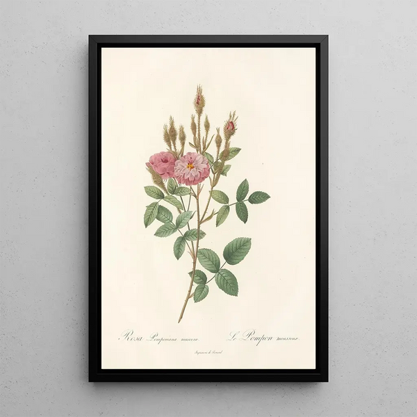 Rosa Pomponiana Muscosa - Pierre Joseph Redouté — framed artwork on a wall
