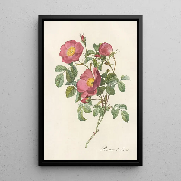 Rosa Pumila - Pierre Joseph Redouté — framed artwork on a wall