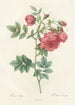 Rosa Rapa - Pierre Joseph Redouté — vista de la obra