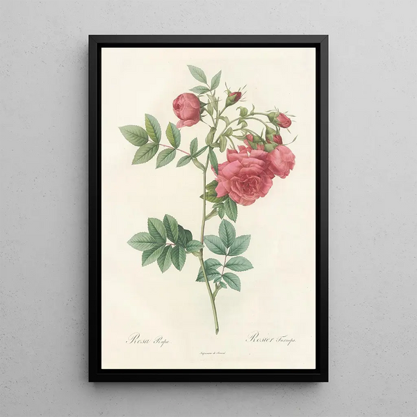 Rosa Rapa - Pierre Joseph Redouté — framed artwork on a wall
