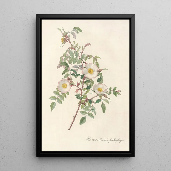 Rosa Redutea Glauca - Pierre Joseph Redouté — framed artwork on a wall