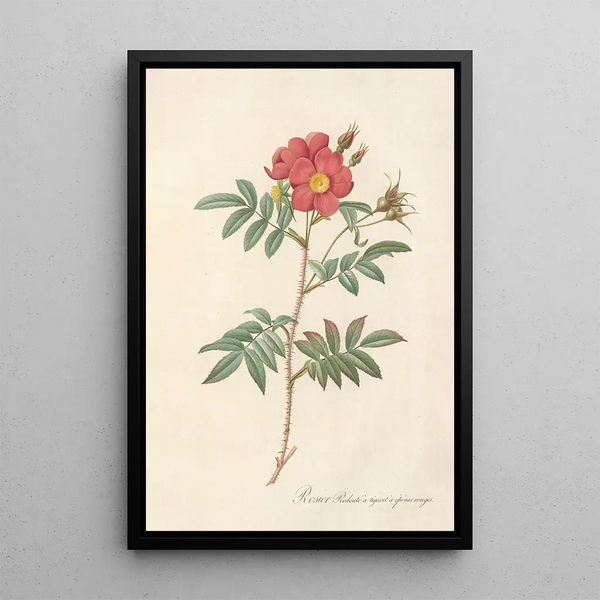 Rosa Redutea Rubescens - Pierre Joseph Redouté — framed artwork on a wall