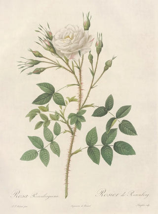 Pierre Joseph Redout - Rosa Rosenbergiana.webp