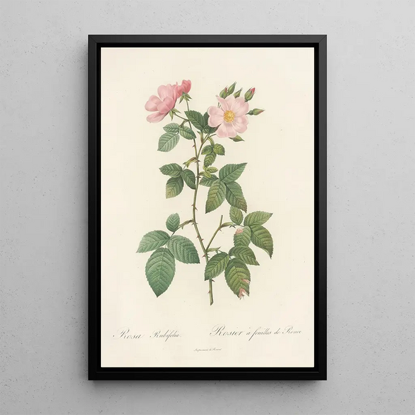 Rosa Rubifolia - Pierre Joseph Redouté — framed artwork on a wall