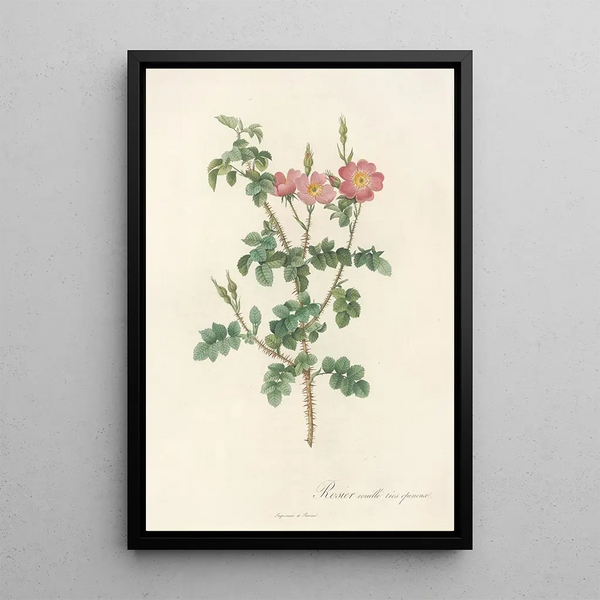 Rosa Rubiginosa Aculeatissima - Pierre Joseph Redouté — framed artwork on a wall