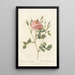 Rosa Rubiginosa AnemoneFlora - Pierre Joseph Redouté — framed artwork on a wall