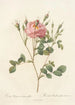 Rosa Rubiginosa AnemoneFlora - Pierre Joseph Redouté — artwork view