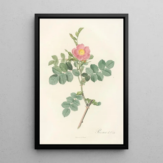 Pierre Joseph Redout - Rosa Rubiginosa Cretica.webp