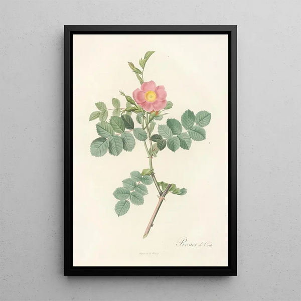 Rosa Rubiginosa Cretica - Pierre Joseph Redouté — framed artwork on a wall