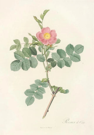 Pierre Joseph Redout - Rosa Rubiginosa Cretica.webp