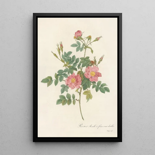 Rosa Rubiginosa Flore SemiPleno - Pierre Joseph Redouté — framed artwork on a wall