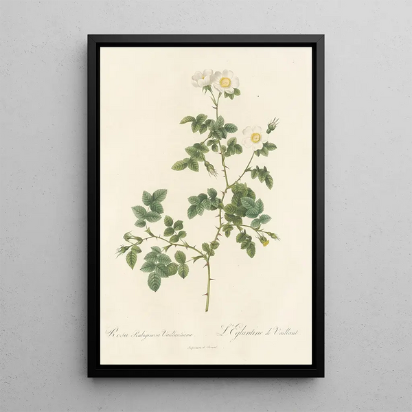 Rosa Rubiginosa Vaillantiana - Pierre Joseph Redouté — framed artwork on a wall
