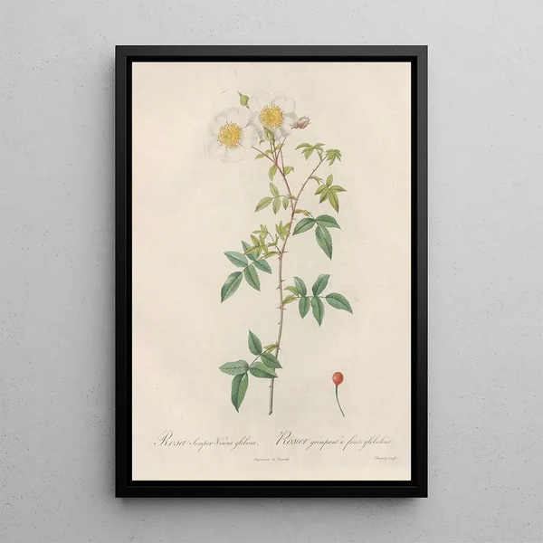 Rosa SemperVirens Globosa - Pierre Joseph Redouté — framed artwork on a wall
