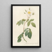 Rosa Sempervirens Latifolia - Pierre Joseph Redouté — cuadro enmarcado en la pared