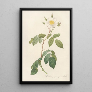 Pierre Joseph Redout - Rosa Sempervirens Latifolia.webp