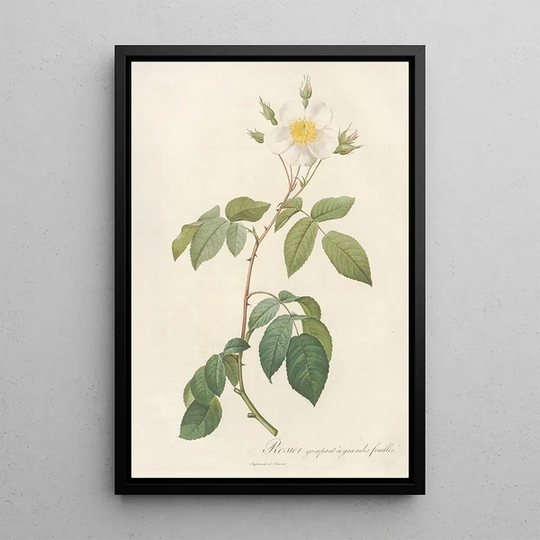 Rosa Sempervirens Latifolia - Pierre Joseph Redouté — framed artwork on a wall